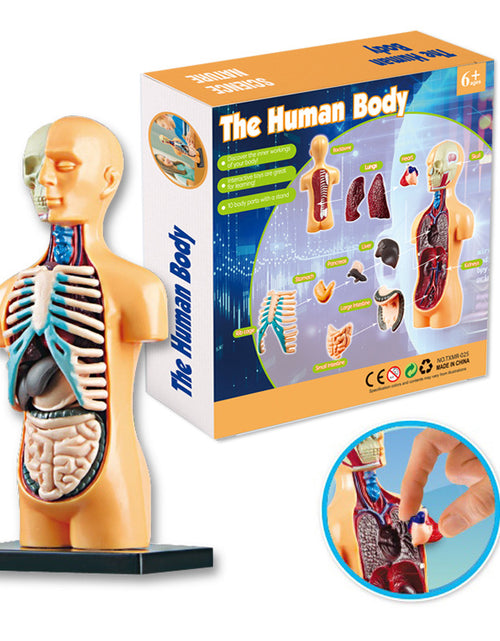 Load image into Gallery viewer, 3D Human Body Torso Model Educational Assembly Learning DIY Toys Human Body Organ Teaching Tools Early Learning Toy for Children
