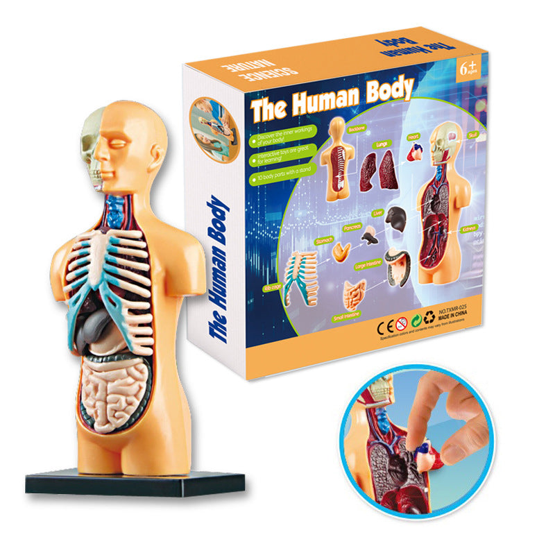 3D Human Body Torso Model Educational Assembly Learning DIY Toys Human Body Organ Teaching Tools Early Learning Toy for Children