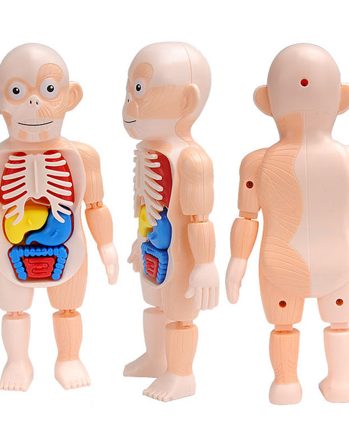 Load image into Gallery viewer, 3D Human Body Torso Model Educational Assembly Learning DIY Toys Human Body Organ Teaching Tools Early Learning Toy for Children
