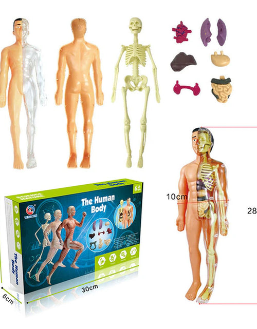 Load image into Gallery viewer, 3D Human Body Torso Model Educational Assembly Learning DIY Toys Human Body Organ Teaching Tools Early Learning Toy for Children
