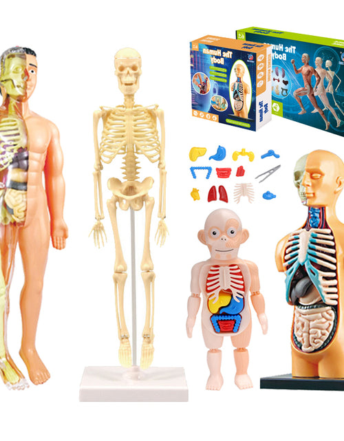 Load image into Gallery viewer, 3D Human Body Torso Model Educational Assembly Learning DIY Toys Human Body Organ Teaching Tools Early Learning Toy for Children
