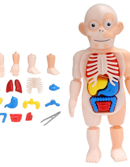 Load image into Gallery viewer, 3D Human Body Torso Model Educational Assembly Learning DIY Toys Human Body Organ Teaching Tools Early Learning Toy for Children
